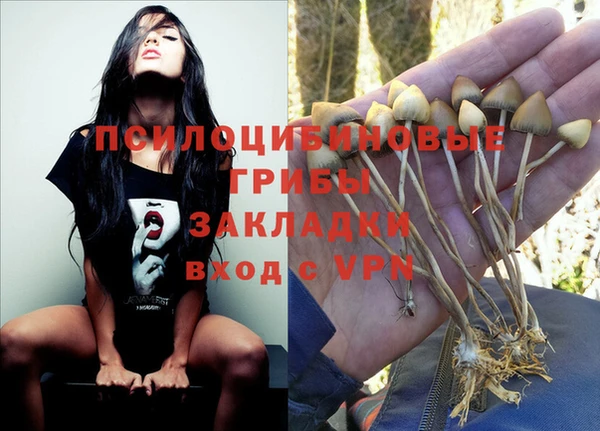 индика Аркадак