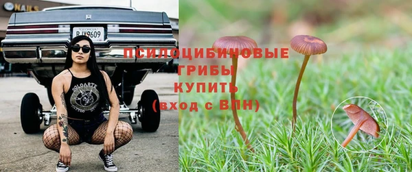 индика Аркадак