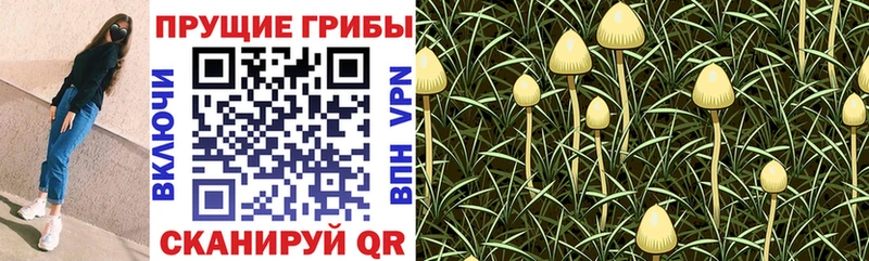 Псилоцибиновые грибы мицелий Тара